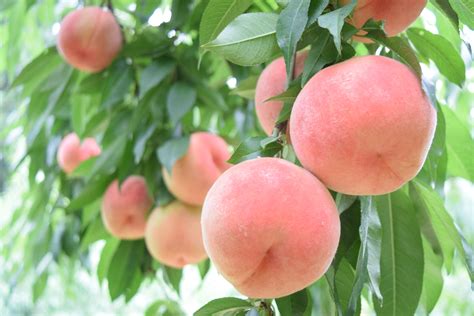 桃木樹|モモ（桃）とは｜育て方がわかる植物図鑑｜みんなの趣味の園芸